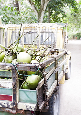 Brazil, Bahia, Trancoso, Fresh coconuts on back of pick-up truck