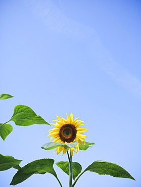 Sunflower against clear sky