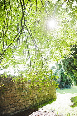 Ireland, County Westmeath, Sun shining through tree branch