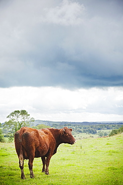 Ireland, County Westmeath, Cow on pasture