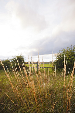 Ireland, County Westmeath, Grass on pasture