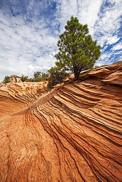 Zion National Park, Zion National Park, Utah