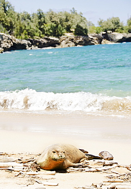 Maha'ulepu Beach, Monk seal on beach, USA, Hawaii, Kauai, Maha'ulepu Beach