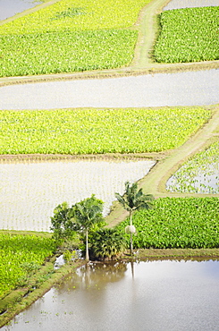 Irrigated field, USA, Hawaii, Kauai, Princeville