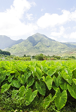 Mountain landscape, USA, Hawaii, Kauai, Princeville