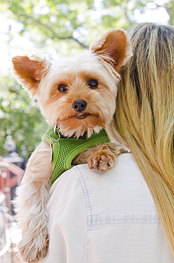 Woman carrying Yorkshire terrier, USA, New York State, New York City, Brooklyn