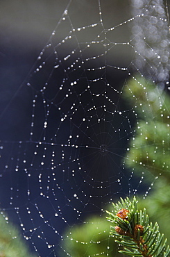 Spider net with drops of morning dew, USA, Pennsylvania, Honesdale