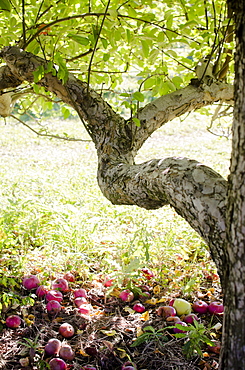 Apple tree, USA, New York State, Warwick