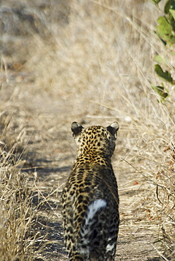 Leopard walking in grassy path