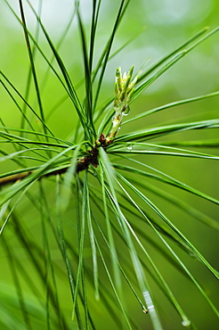 Tree branches outdoors