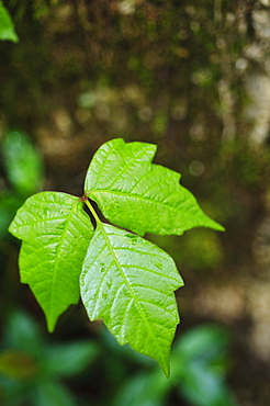 Leaves