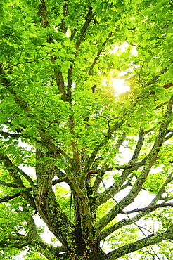 A tree