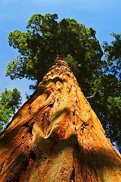 A forest of trees