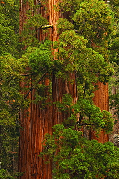 A forest of trees