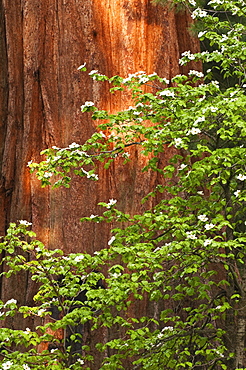 A forest of trees