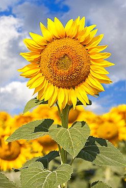 Sunflower against blue sky