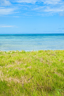 Aruba, grassy beach and sea