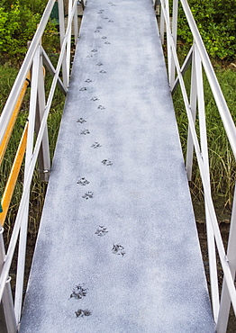 Pawprints on boardwalk, USA, New Hampshire, Portsmouth