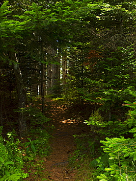 Firebreak in pine forest, USA, Maine, Camden