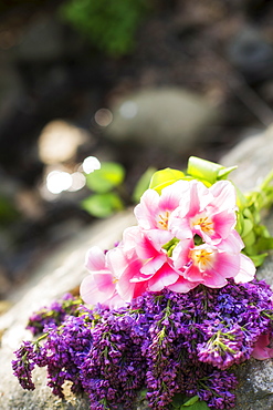 Close-up of flowers, Central Park, New York City