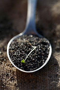 Chia seeds on spoon, close-up