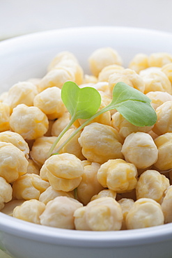 Close-up of chickpea in bowl