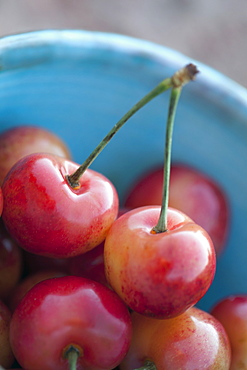 Detail of sour cherries in bowl