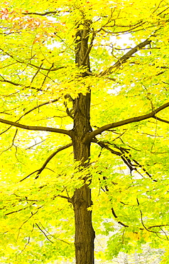 Sugar Maple tree in autumn, New Jersey, USA