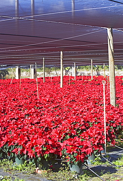 Flowers growing in greenhouse