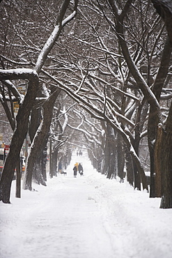 Tree lined path covered in snow