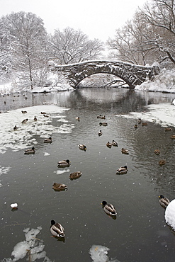 Lake and bridge in winter