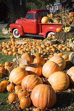 USA, New York, Peconic, pumpkin farm with pickup truck