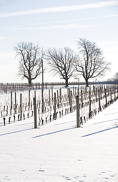 USA, New York, Cutchoge, snow-covered vineyard