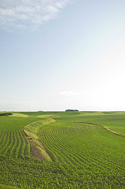 View of corn field