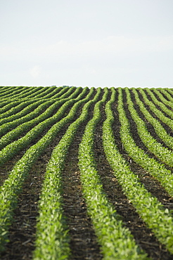 Rows of soy beans in field