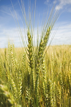 Close up of wheat in field