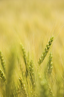 Close up of wheat