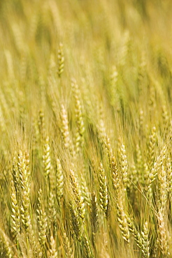 Close up of wheat