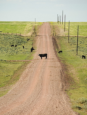 Cows on dirt road