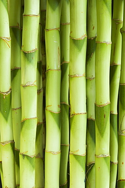 Close up of bamboo shoots