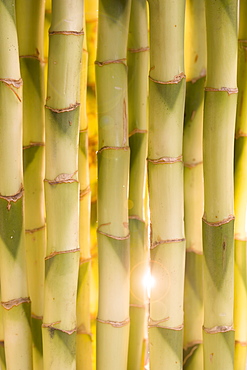 Close up of bamboo shoots