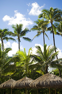 Low angle view of palm trees