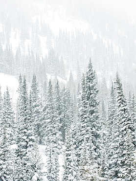 Snow covered trees on mountain, Wasatch Mountains, Utah, United States