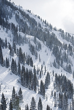 Snow covered trees on mountain, Wasatch Mountains, Utah, United States