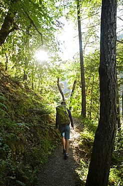 Hiker on forest trail