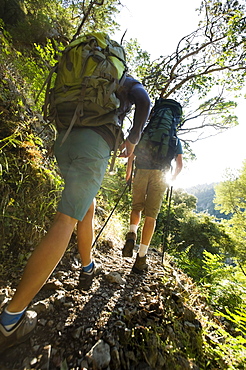 Hikers on forest trail