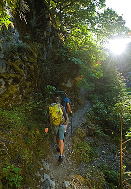 Hikers on forest trail