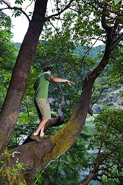 Man walking out on large tree branch