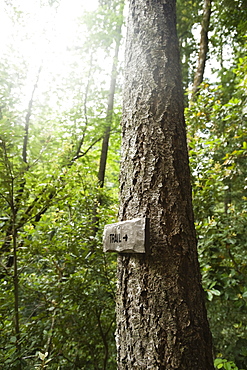 Trail sign on tree in forest