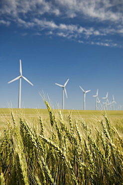 Windmills in a row on wind farm